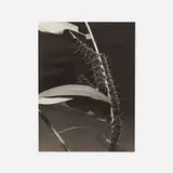 Margaret Bourke-White, Untitled (Caterpillar and Leaves), c. 1934, vintage gelatin silver print