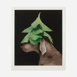 William Wegman, Evergreen