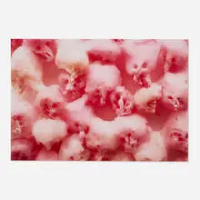 Boyd Webb, Causus, 1994, Cibachrome