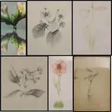 Neena F. Birch, Six Works Depicting Flowers
