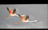 Cobus van der Walt, "Flying Geese", Oil on canvas
