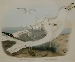 Daniel Giraud Elliot, Plate: "Larus brachyrhynchus" and "Larus Hutchinsii", The print