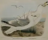 Daniel Giraud Elliot, Plate: "Larus brachyrhynchus" and "Larus Hutchinsii", The print