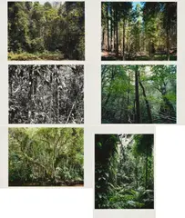 Thomas Struth, Paradies, 2004, Mappe mit 6 pigmentierten Tintenstrahldrucken auf Karton