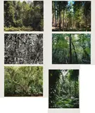 Thomas Struth, Paradies, 2004, Mappe mit 6 pigmentierten Tintenstrahldrucken auf Karton