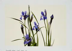 Bernadette Lahmer, Iris 1, 2007, C-Print auf Fujifilm