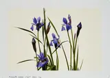 Bernadette Lahmer, Iris 1, 2007, C-Print auf Fujifilm