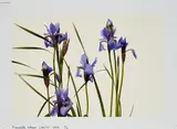 Bernadette Lahmer, Iris 12, 2007, C-Print auf Fujifilm