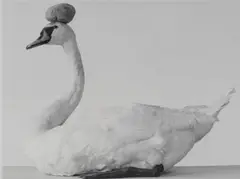 Bernadette Lahmer, Ohne Titel (Schwan mit Stein), 1994, Gelatinesilberabzug
