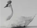 Bernadette Lahmer, Ohne Titel (Schwan mit Stein), 1994, Gelatinesilberabzug
