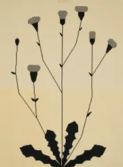 Michael Hakimi, Ferkelkraut, 2003, Inkjet-Print auf zwei Bögen Papier