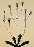 Michael Hakimi, Ferkelkraut, 2003, Inkjet-Print auf zwei Bögen Papier