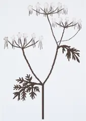 Michael Hakimi, Hundspetersilie, 2003, Inkjet-Print auf Papier