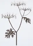 Michael Hakimi, Hundspetersilie, 2003, Inkjet-Print auf Papier