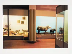 Naturhistorisches Museum Basel by Candida Höfer, 1993, C-Print auf Kodak Professional, sold Oct 2024
