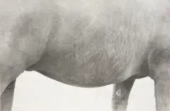 Jochen Lempert, Pferd (Aus: Symmetrie + Körperbau), 1997/2002, Gelatinesilberabzug
