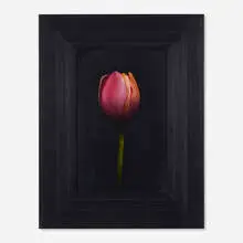 Michael Gregory, Untitled (Red Tulip), 2004, oil on board in artist's frame
