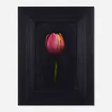 Michael Gregory, Untitled (Red Tulip), 2004, oil on board in artist's frame