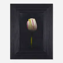 Michael Gregory, Untitled (White Tulip), 2004, oil on board in artist's frame