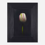 Michael Gregory, Untitled (White Tulip), 2004, oil on board in artist's frame
