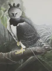 Trevor Boyer, Untitled, watercolour 61 x 43cm Illustrated: Philip Burton
