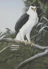 Trevor Boyer, Untitled, watercolour 61 x 40cm Illustrated: Philip Burton