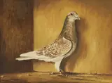 Rodney Charman, Untitled, oil on board 35.5 x 46cm (2) .