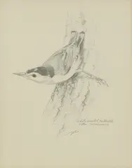 Basil Ede, Untitled, pencil largest 26 x 19cm and smaller (4) .