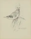 Basil Ede, Untitled