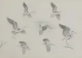 John Cyril Harrison, Untitled
