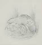 John Cyril Harrison, Untitled