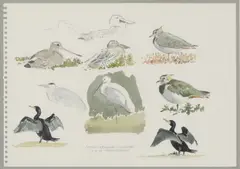 Robert Gillmor, Untitled, pencil and watercolour 27.7 x 38cm .