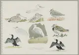 Robert Gillmor, Untitled, pencil and watercolour 27.7 x 38cm .