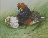 David Ord Kerr, Untitled, watercolour 13.5 x 16.5cm Provenance: With Westcliffe Gallery