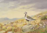 Richard Robjent, Untitled, watercolour 25.5 x 35cm .