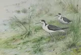 George Edward Lodge, Untitled
