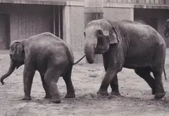 Leipziger Zoo 1985 I by Anett Stuth, 1985, Gelatinesilberabzug, sold Sep 2024