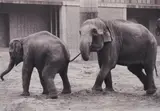 Anett Stuth, Leipziger Zoo 1985 I, 1985, Gelatinesilberabzug