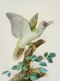 Pancrace Bessa, Specht auf einem Ast, Aquarell auf Pergament