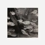 Wendy Meng, School of Fish (from 1776 USA 1976: Bicentennial Prints portfolio), lithograph