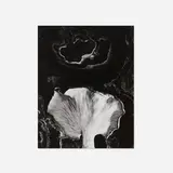 Paul Caponigro, Fungus, Ipswich, Connecticut