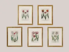 Johann Wilhelm Weinmann, Untitled, of tulips from the same album etching with hand colouring platemark 33 x 21cm