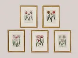 Johann Wilhelm Weinmann, Untitled, of tulips from the same album etching with hand colouring platemark 33 x 21cm