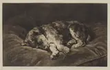 Herbert Dicksee, Untitled, a puppy asleep original etching