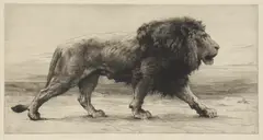 Untitled by Herbert Dicksee, a study of a lion walking left to right original etching, sold Dec 2021