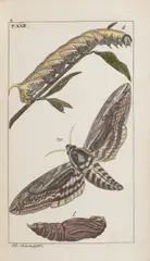 J.J. Schmuzer, Atlas of Insects and Butterflies, Around 1810, Colored copperplate engravings, half bound in leather