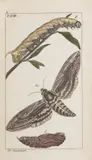J.J. Schmuzer, Atlas of Insects and Butterflies, Around 1810, Colored copperplate engravings, half bound in leather