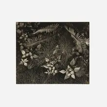Ansel Adams, Leaves, Mills College, Oakland California, vintage gelatin silver print