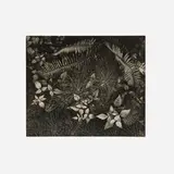 Leaves, Mills College, Oakland California by Ansel Adams, vintage gelatin silver print, sold Mar 2023