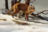Gary R. Swanson, Mountain lion in the snow, oil on canvas